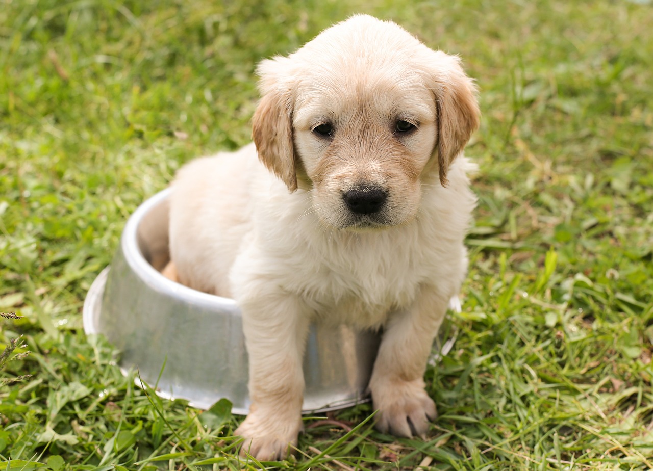 bien nourrir un chien