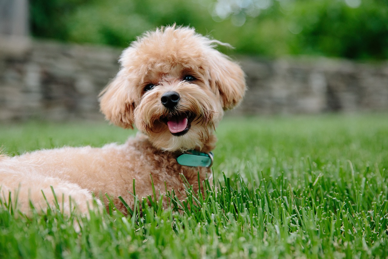 le caniche une intelligence hors pair