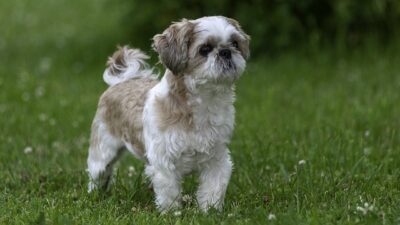 Shih-tzu