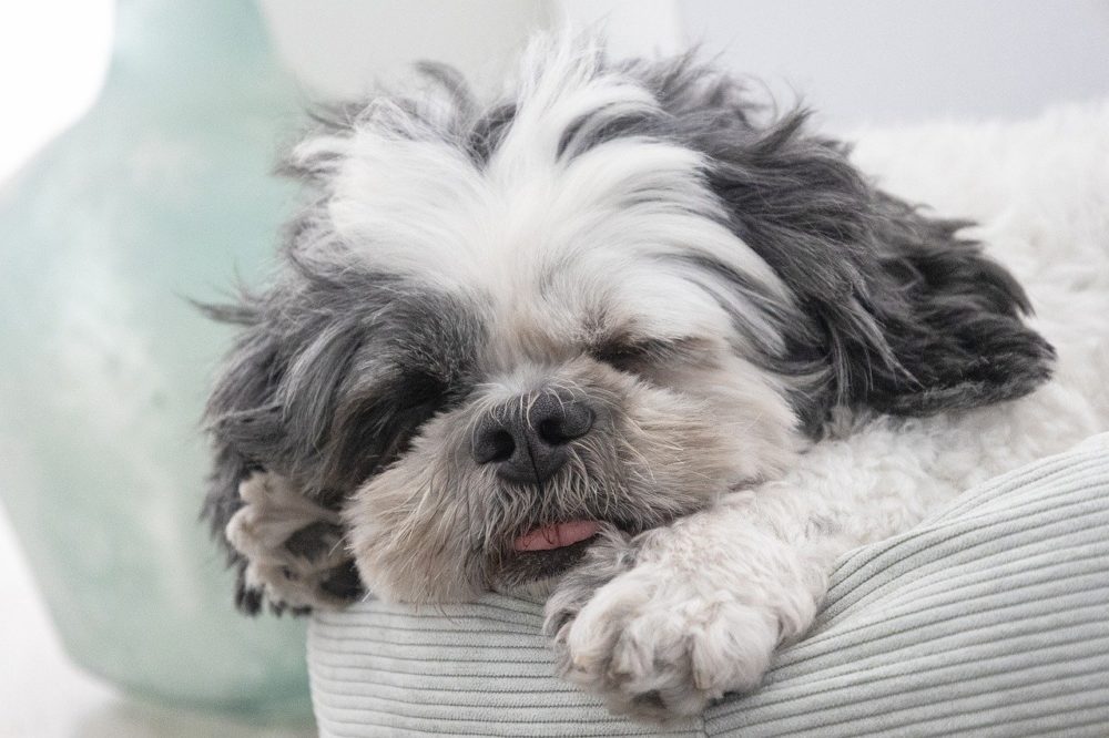 reconnaître un Lhassa apso avec un Shih-tzu