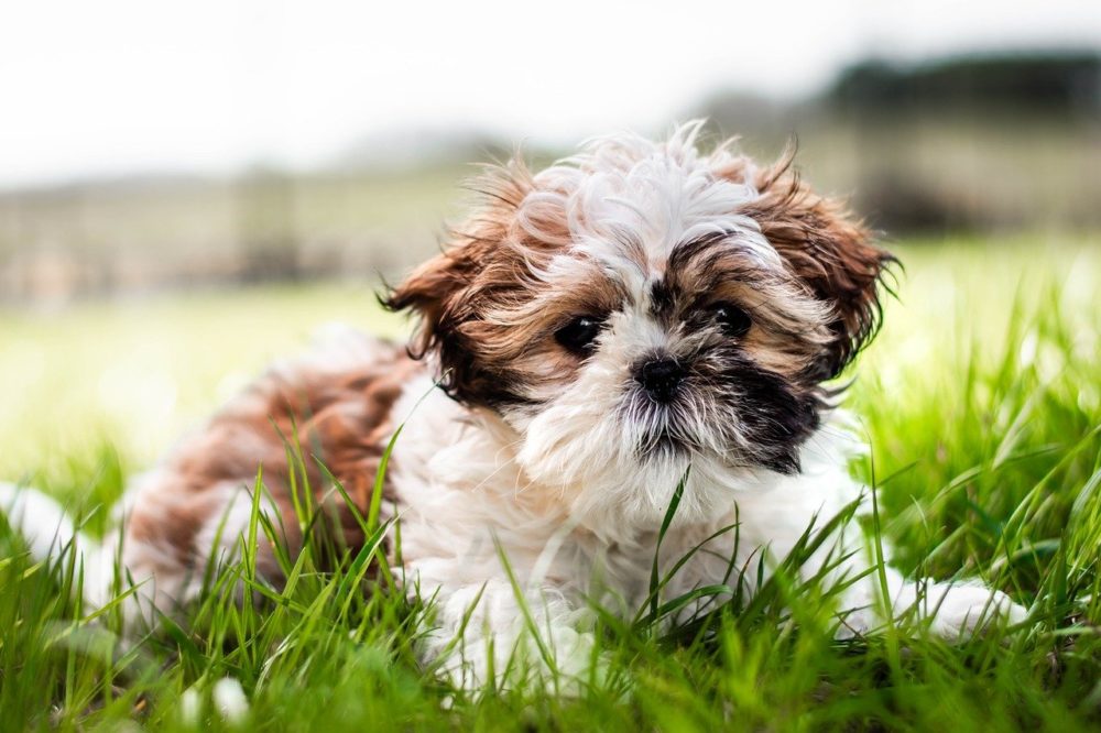 reconnaitre le shih-tzu du lhassa apso