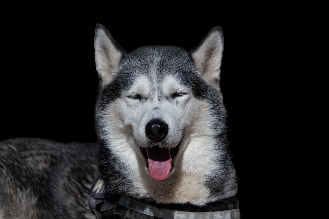 10 faits surprenants sur le husky