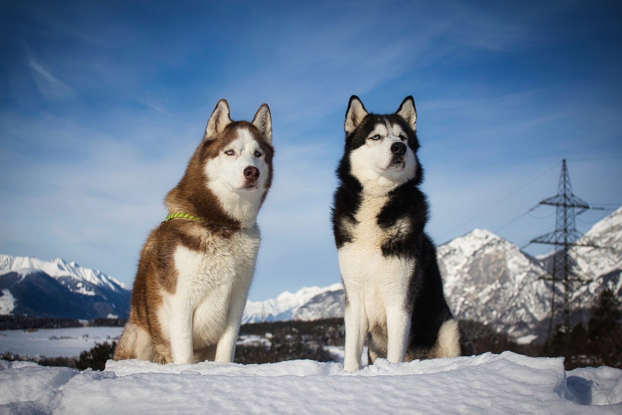 10 faits a savoir sur le husky