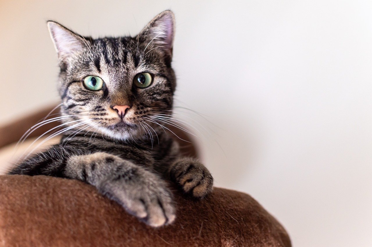 un chat peut il manger du poisson frit