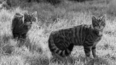 soigner une plaie chez un chat?