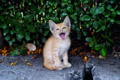 un chat peut-il manger de la volaille ?