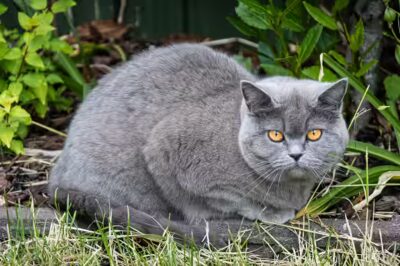 un chat peut-il manger du gruyère ?