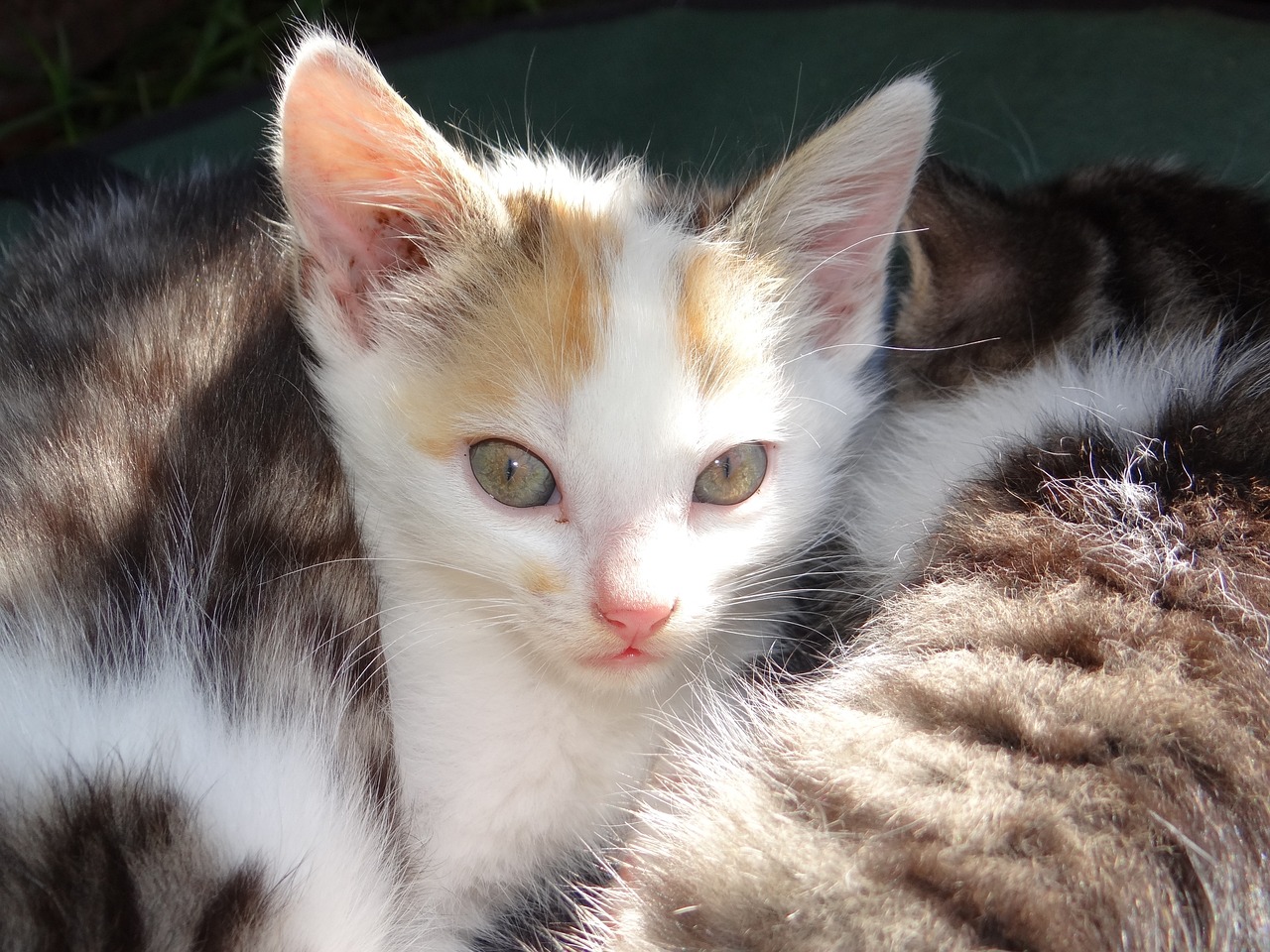 Le chat peut il manger du maïs