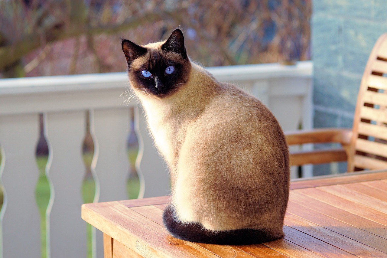 Pourquoi les chats enterrent-ils leurs excréments?