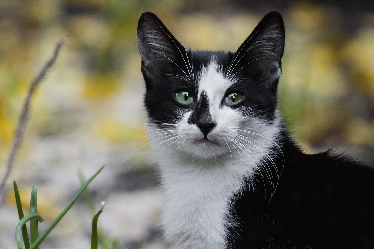 est ce que le chat peut manger de la salade 