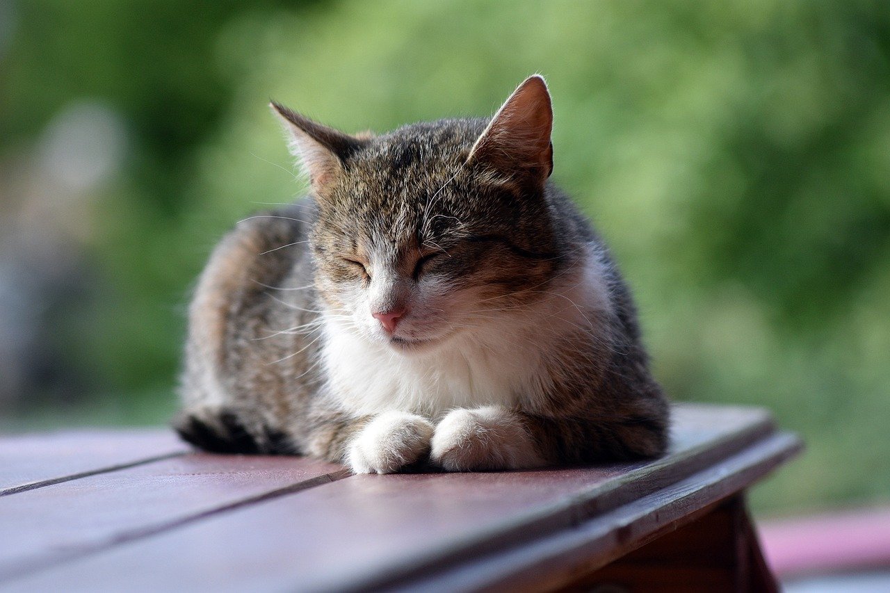 Le chat peut il manger du maïs