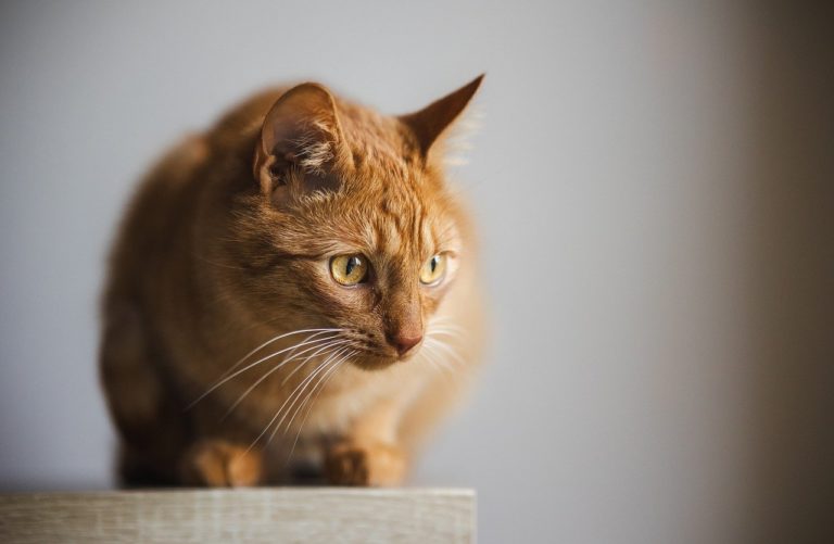 Le chat peut il manger du couscous