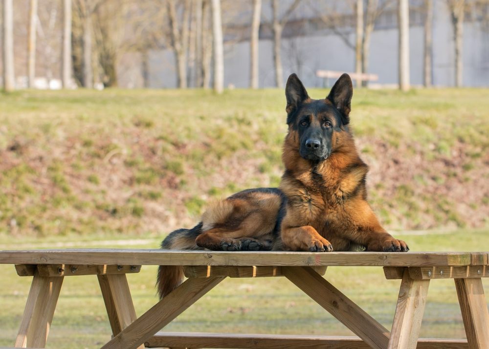 comment prendre soin d'un Berger Allemand