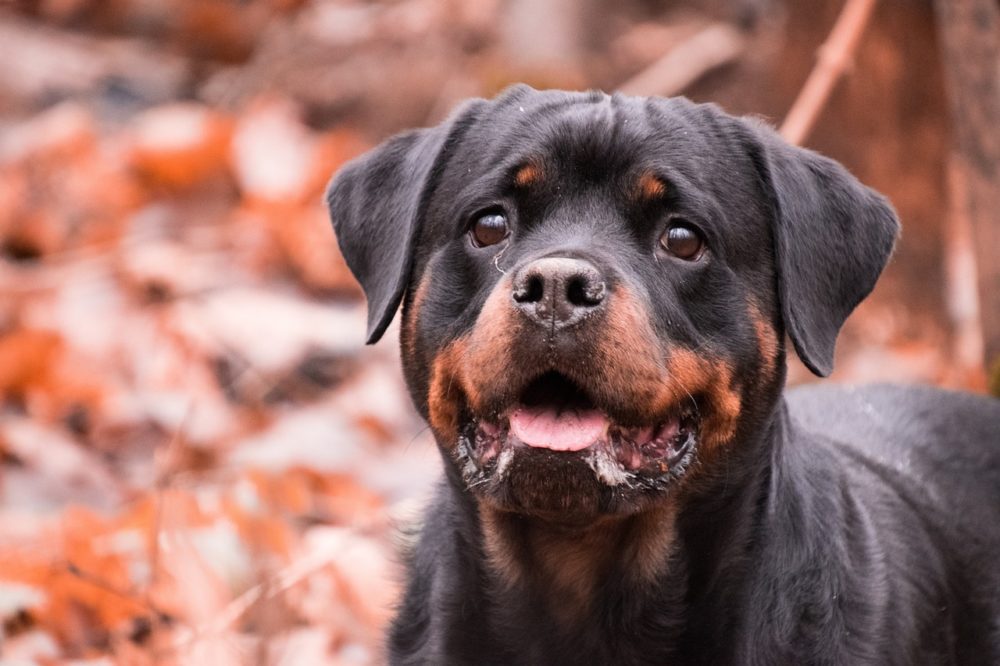 Le rottweiler est il agressif ?