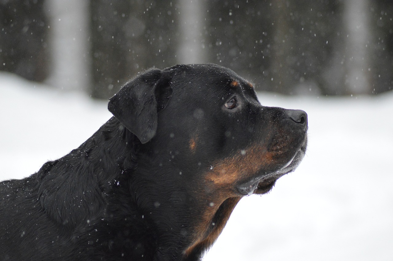 hypertrophie des yeux d’un chien