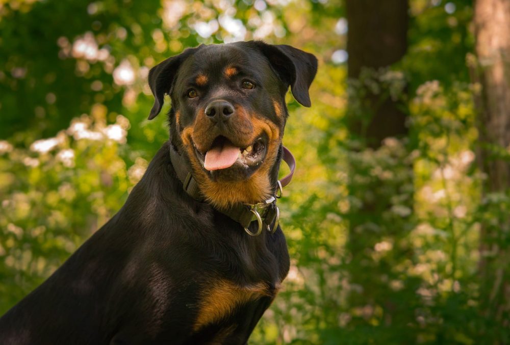 Espérance de vie d'un rottweiler