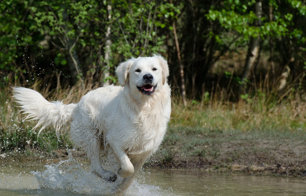 depense physique du golden retriever