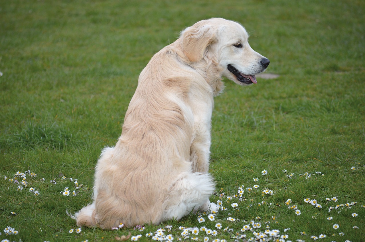 Mon chien a les yeux jaunes