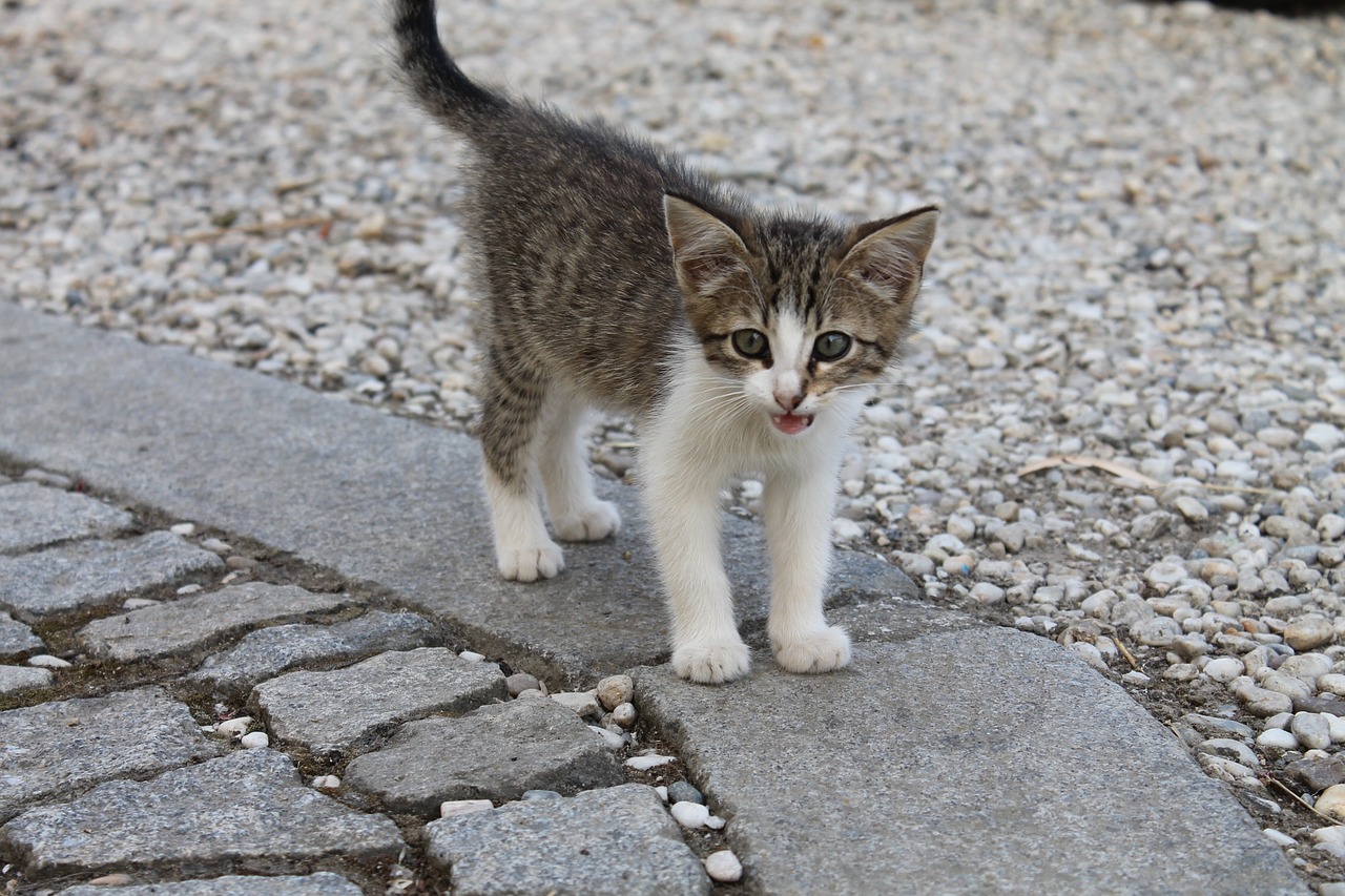 bien cuisiner l'oeuf pour le chat