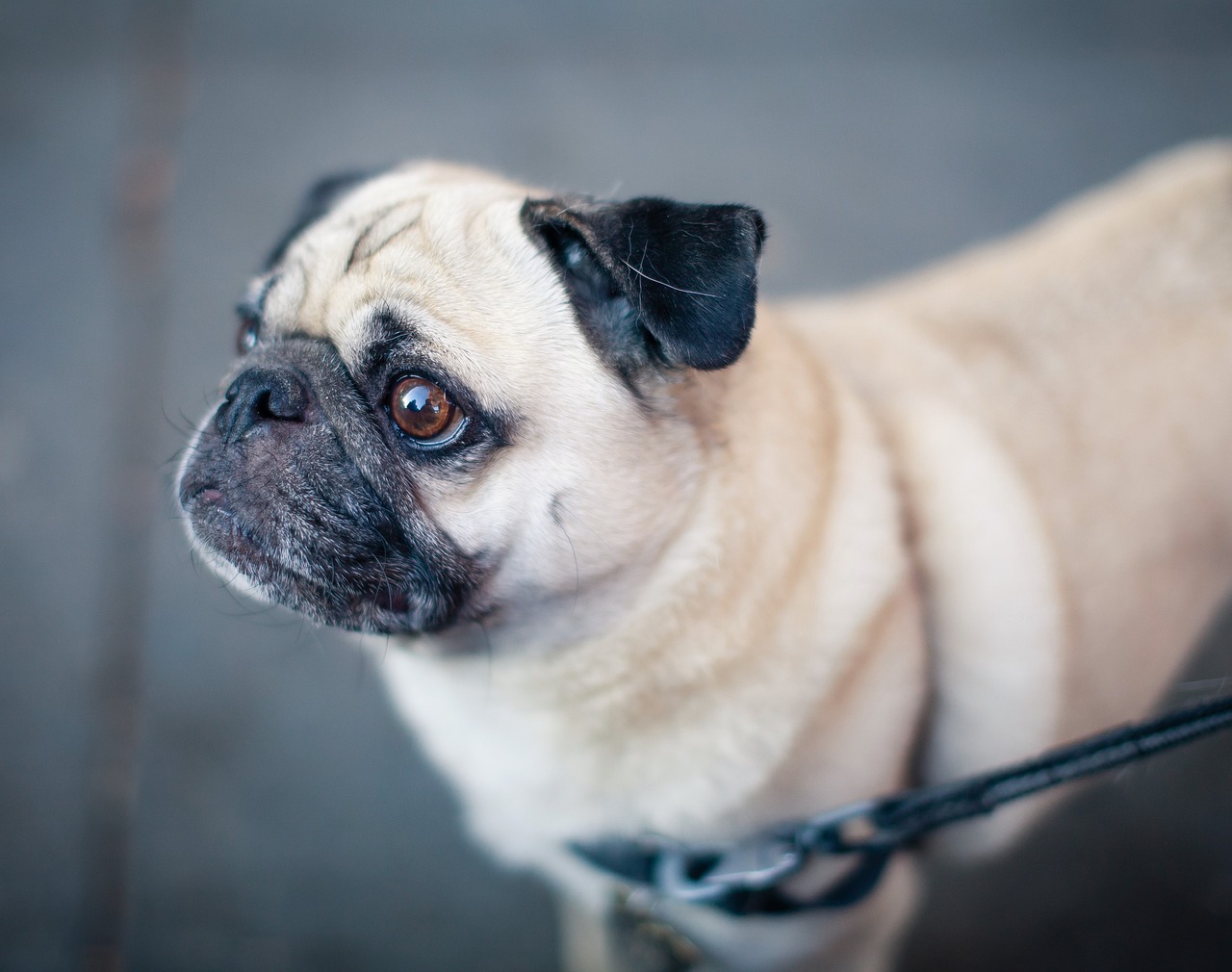 Mon chien a un oeil hypertrophié