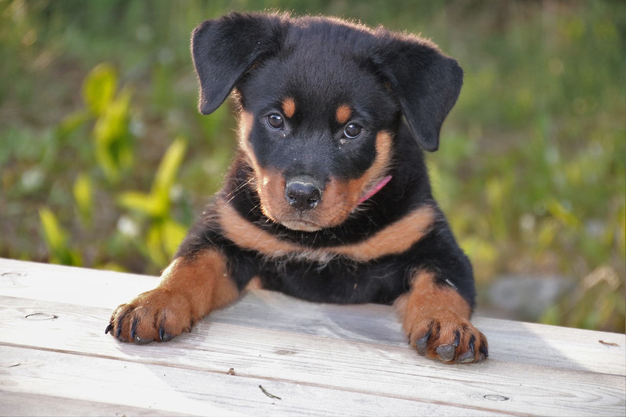 les différents type de rottweiler