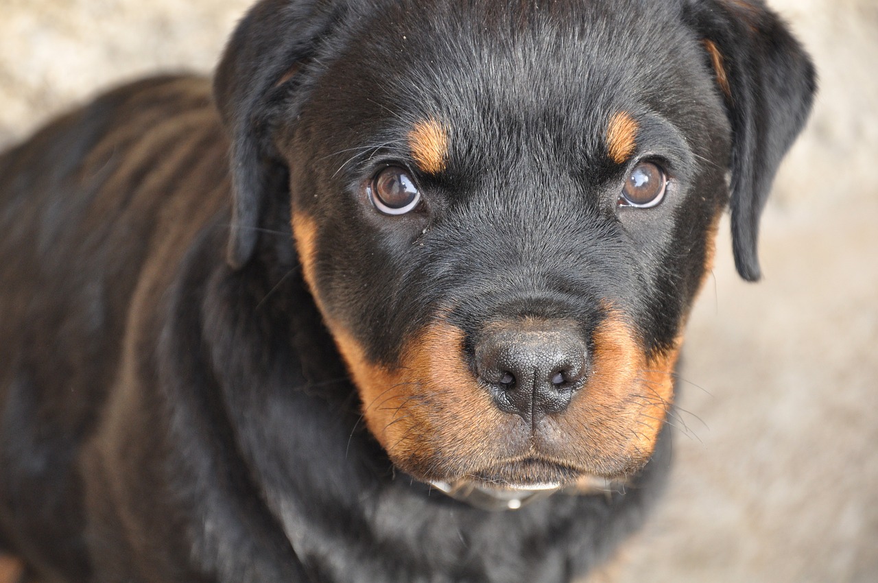 le rottweiler guide