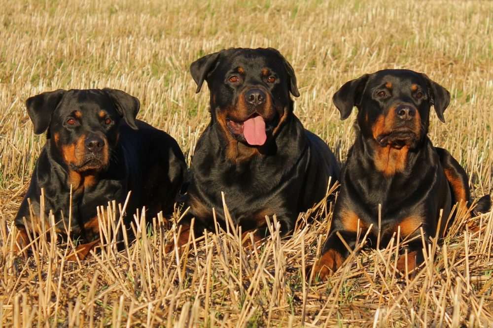 Les différentes variétés de rottweiler