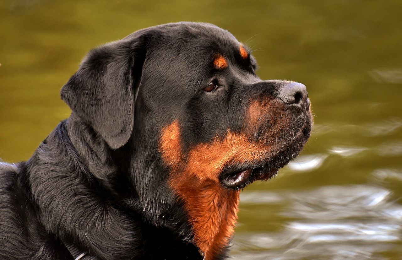 Rottweiler : est-il vraiment méchant