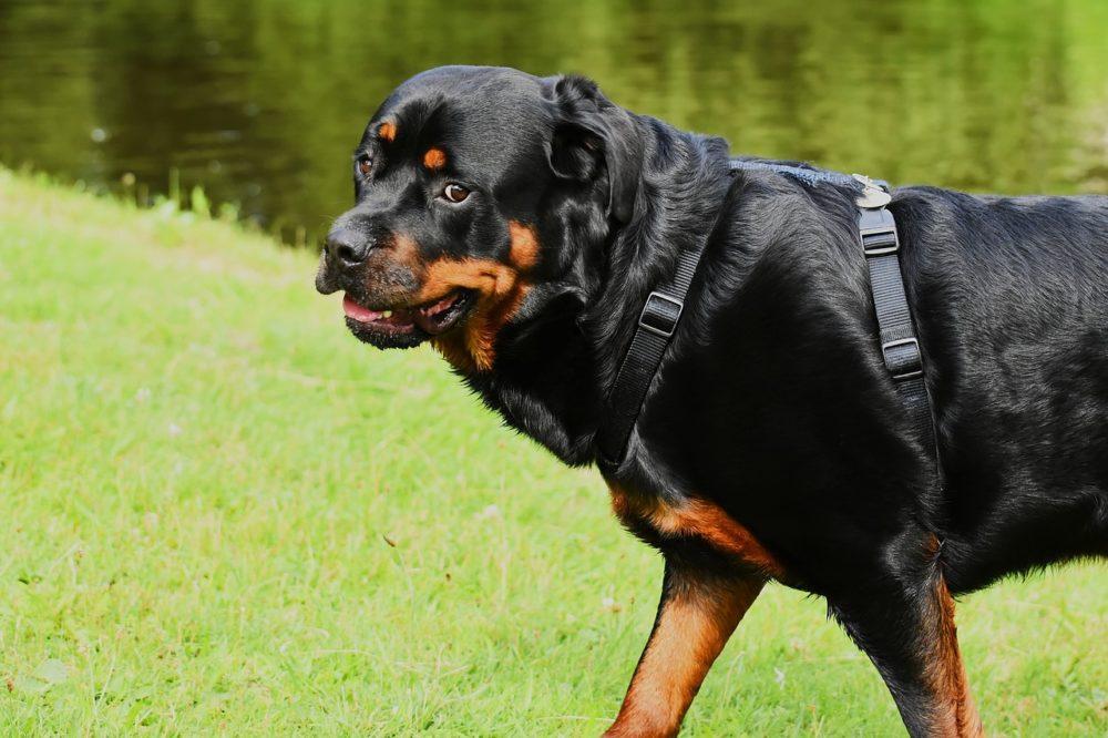 Le rottweiler