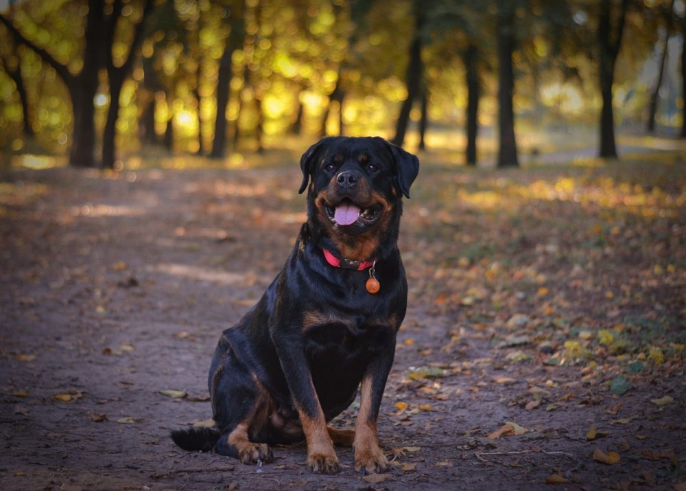 couleurs et caractéristiques du rottweiler