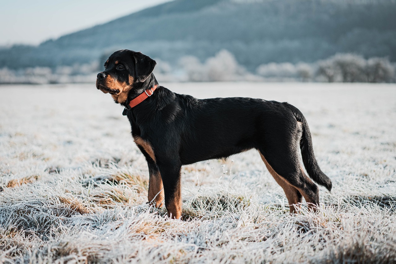 dresser un chien a s'asseoir