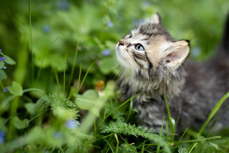 Le chat peut il manger la cataire ou herbe à chat