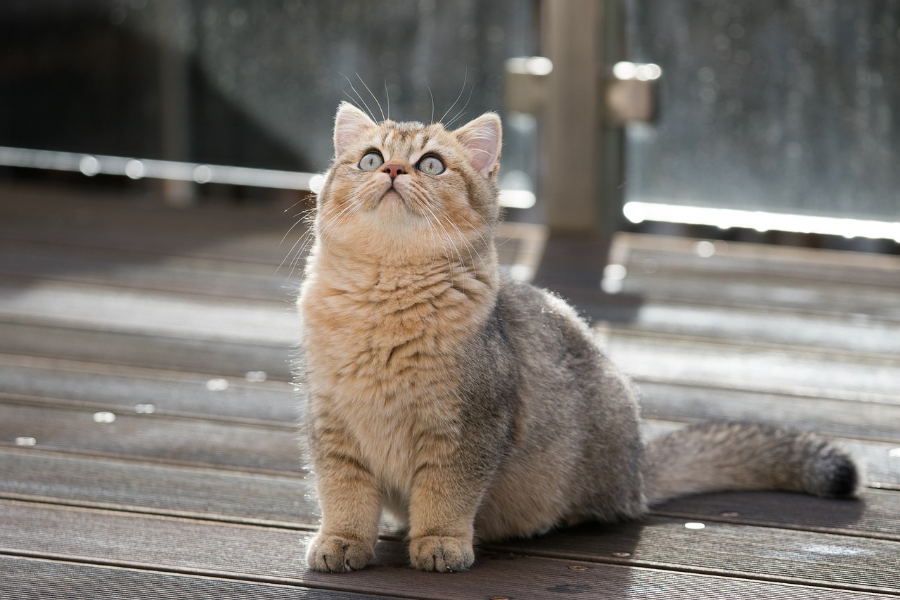 Un chaton peut manger du poulet