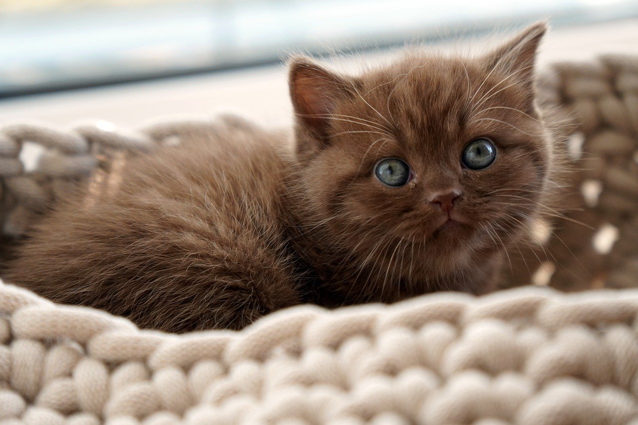  chaton peut manger du poulet