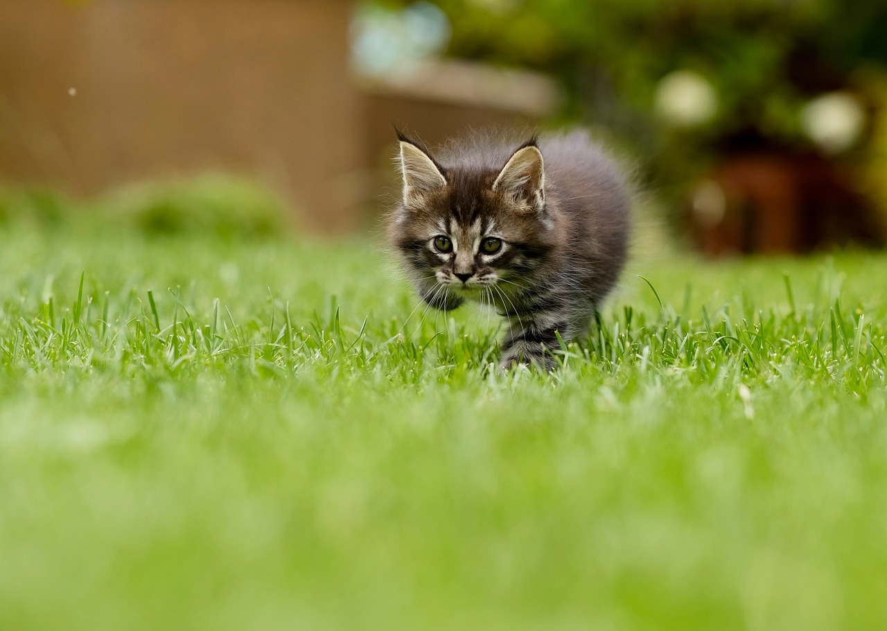 donner de l'herbe à chat à votre chat