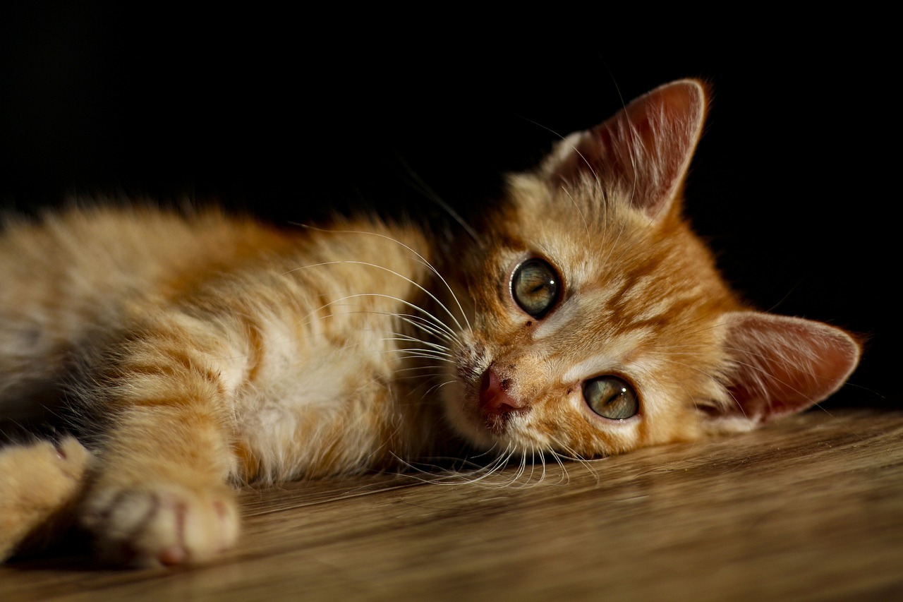 Un chaton peut il manger du riz