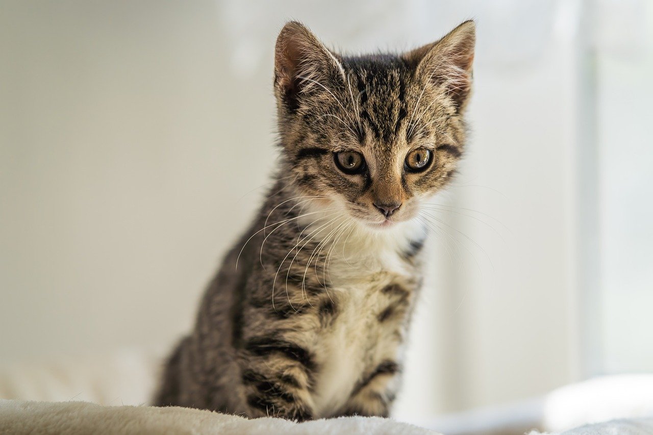 Un chaton peut il manger du poulet cuit