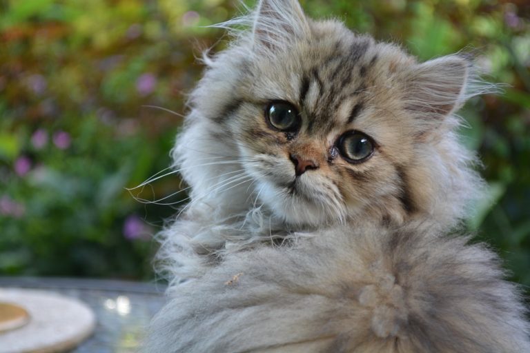 Un chaton peut il manger du poisson