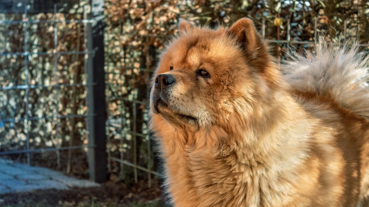 Comment laver un chiot chow chow