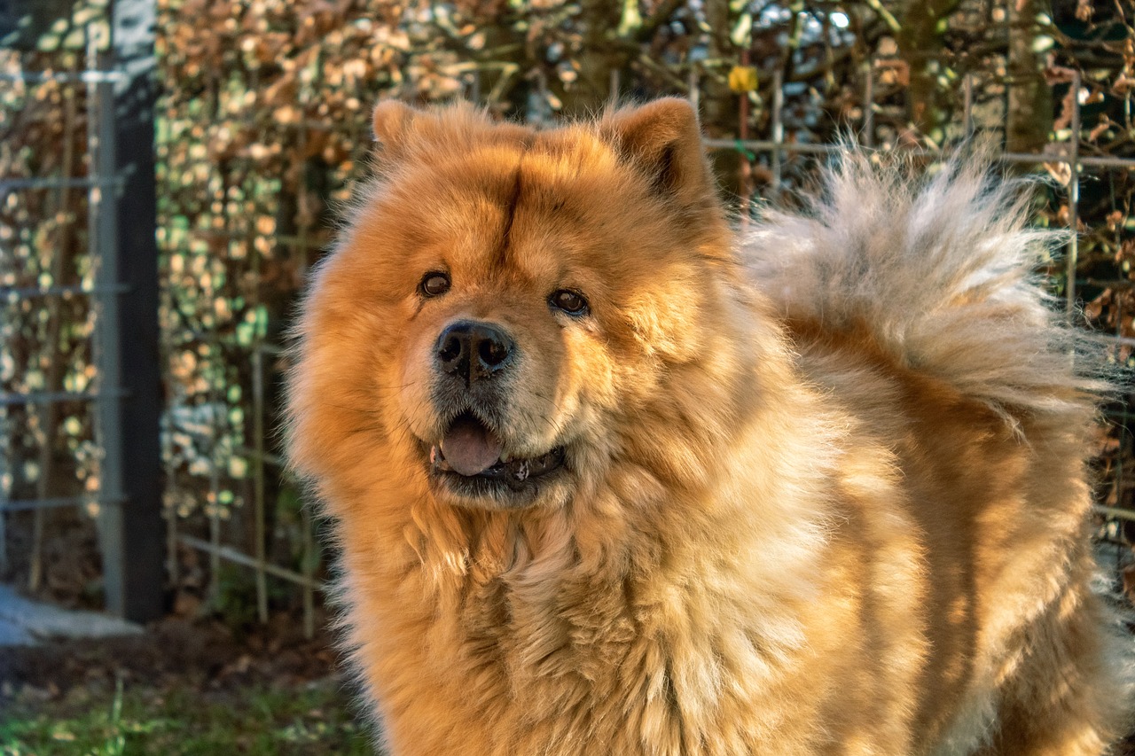 prendre soin d'un chiot chow chow