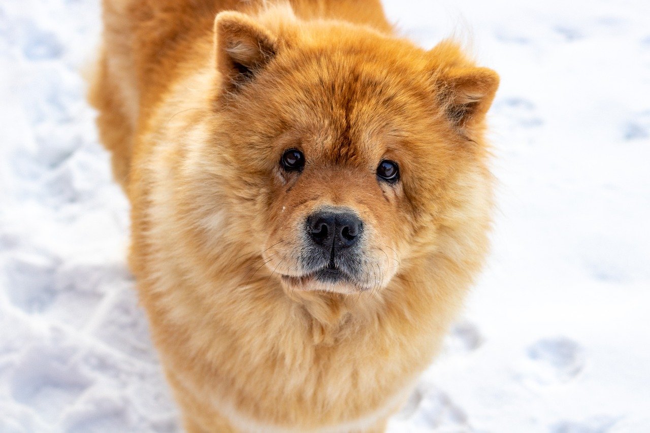 le toilettage du chow chow