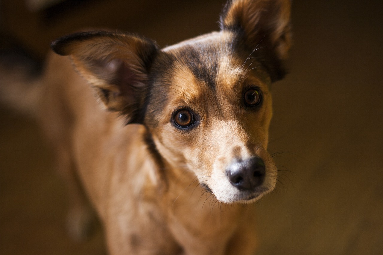 Un chien peut il manger de la pastèque