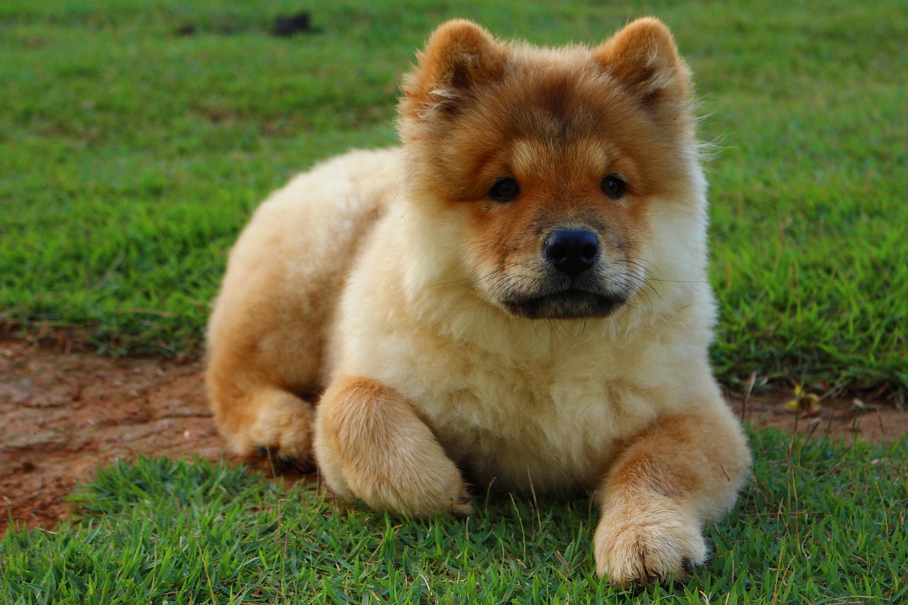 Comment raser un chow chow