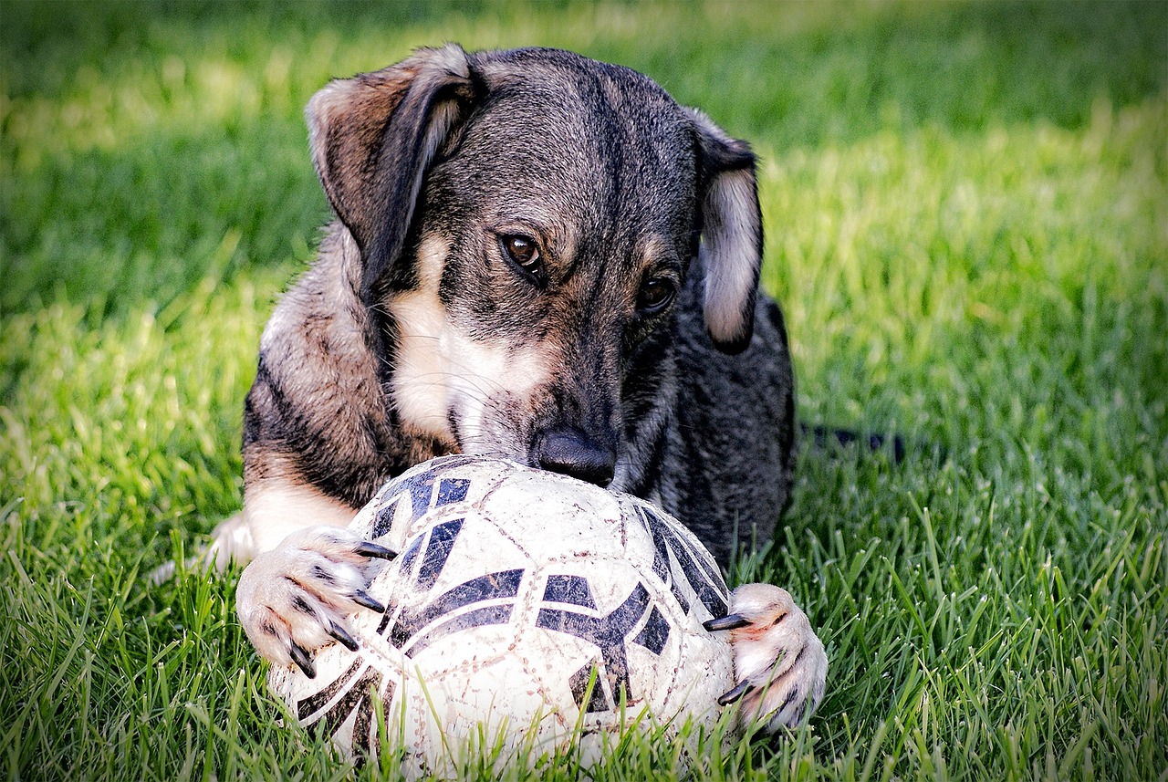 La pastèque est-elle nocive pour les chiens