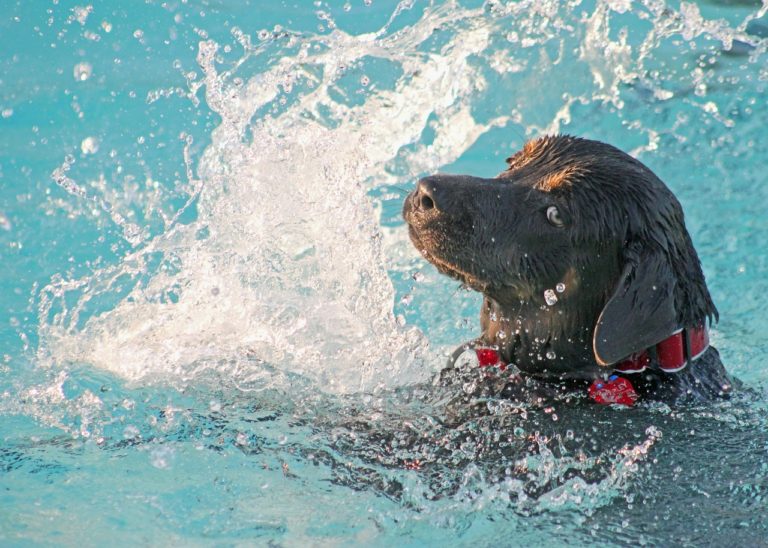 Aider un chien qui a peur de l'eau