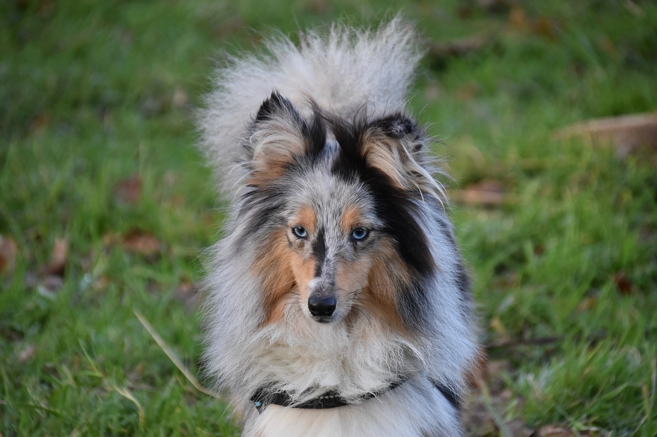 chien qui a peur de l'eau