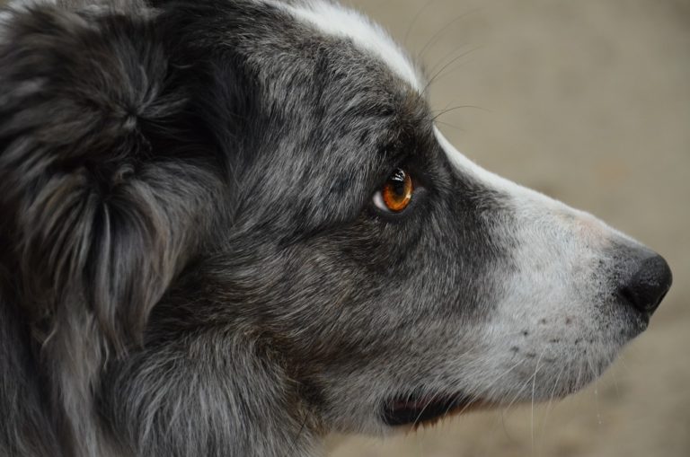 Blanc dans l'oeil du chien