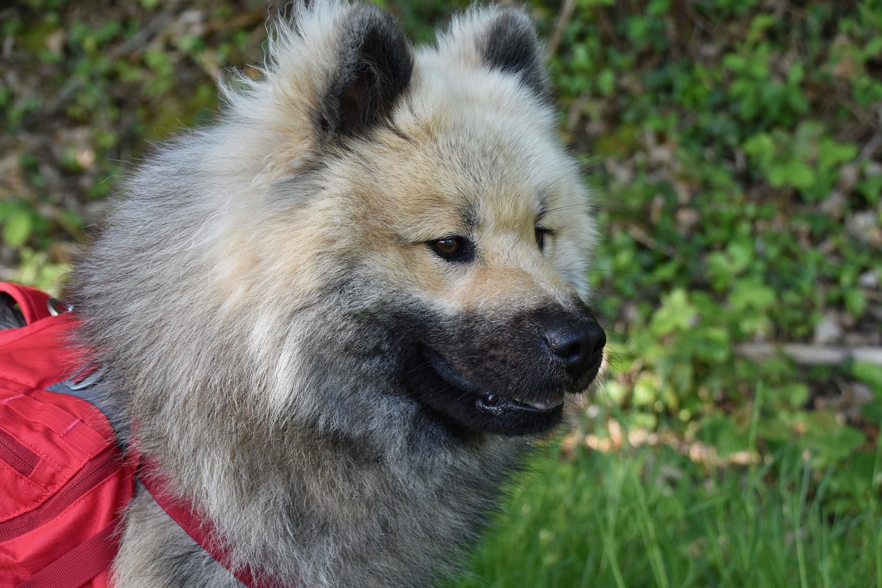 les chiens peuvent consommer des framboises.