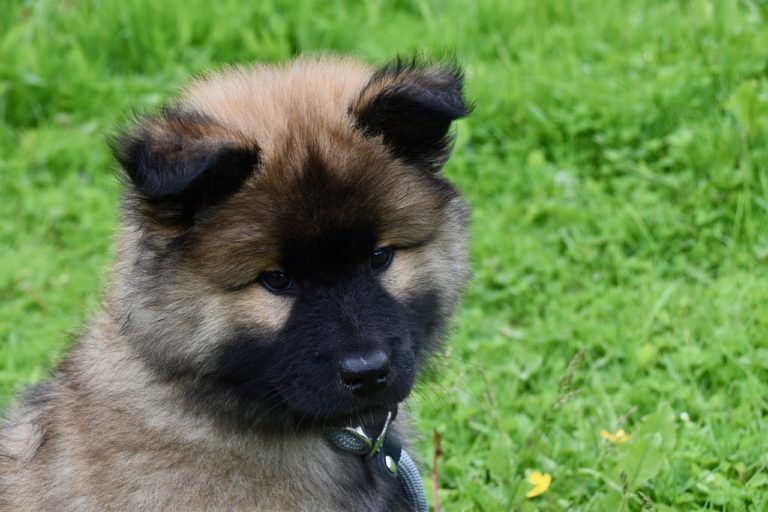 Un chien peut il manger des grenades