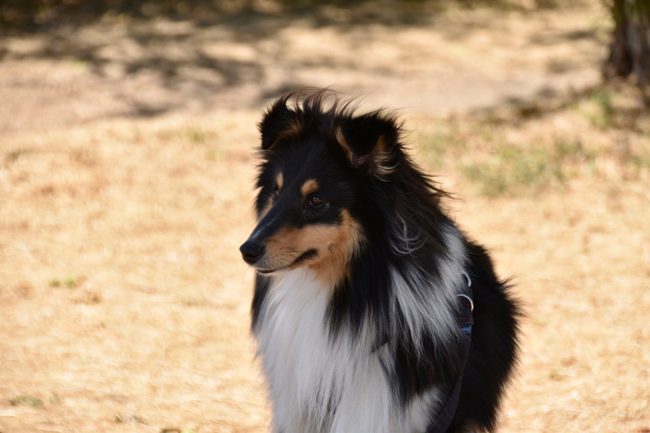 La queue de votre chien pourquoi remue t elle